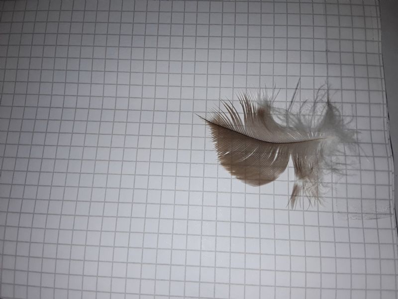 Trovata in un bosco in Abruzzo... Poiana??